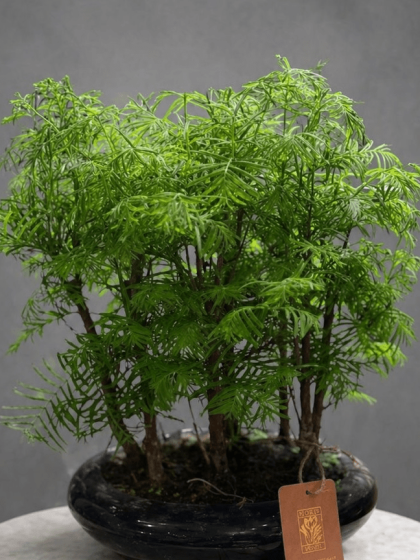 Bonsai Bitkisi
