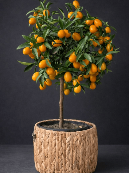 Kumquat (Kamkat) Ağacı