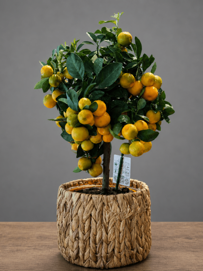 Mini Turunç (Kumquat) Ağacı