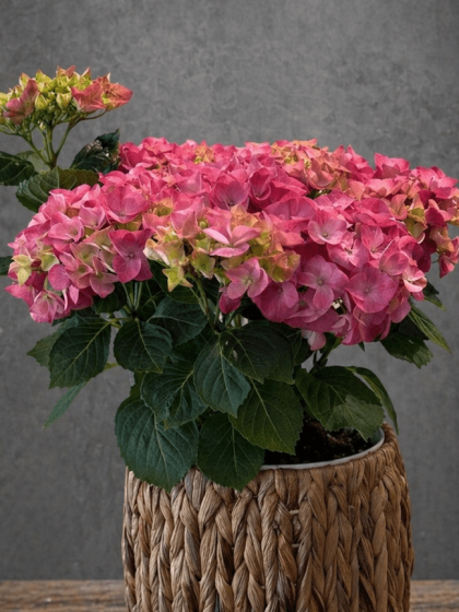 Ortanca (Hydrangea) Aranjmanı