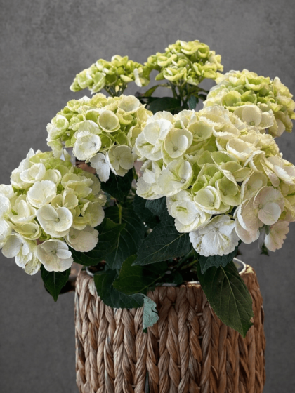 Ortanca (Hydrangea) Aranjmanı