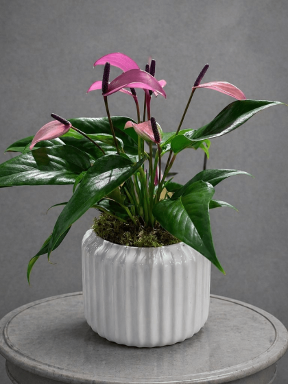Pembe Antoryum (Flamingo Çiçeği)