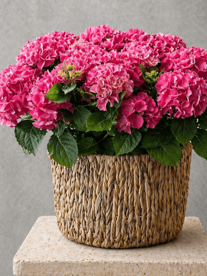 Pembe Ortanca (Hydrangea)