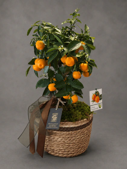 Calamondin Mandalina Ağacı