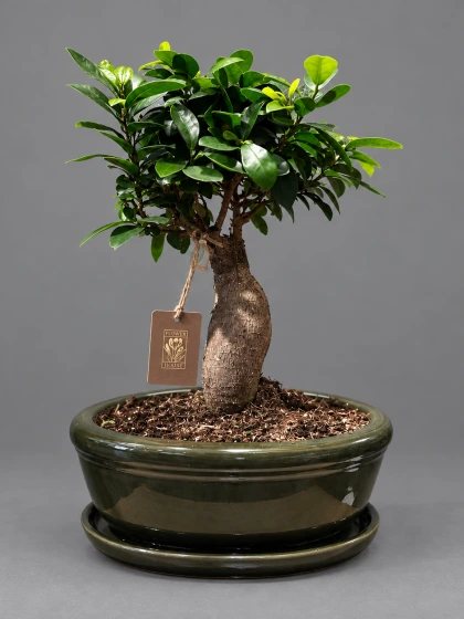 Ficus Bonsai