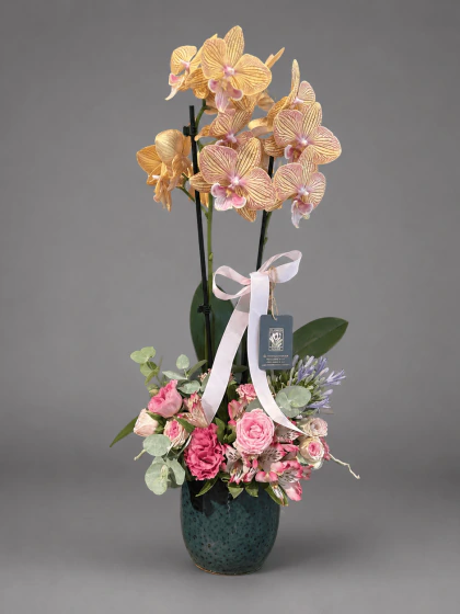 Pearl Orchid