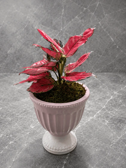 Pembe Aglaonema Saksı Bitkisi