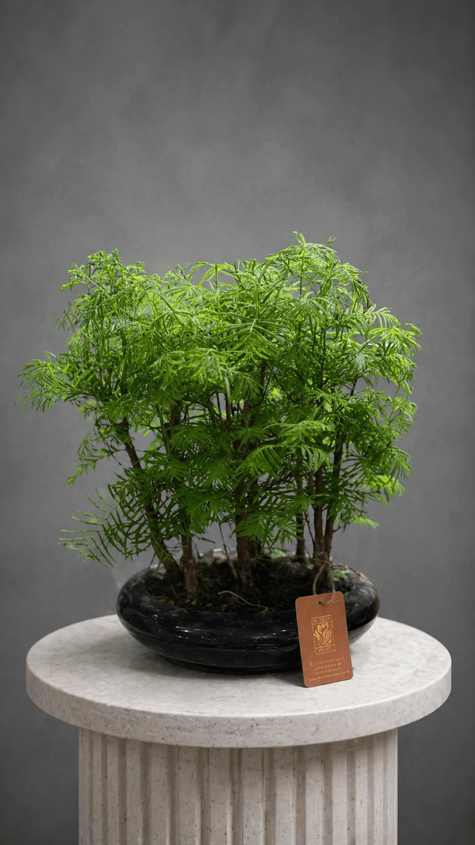 Bonsai Bitkisi