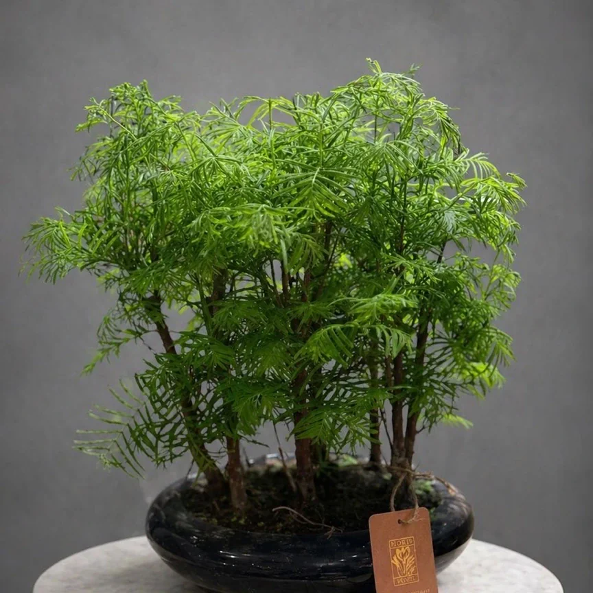 Bonsai Bitkisi