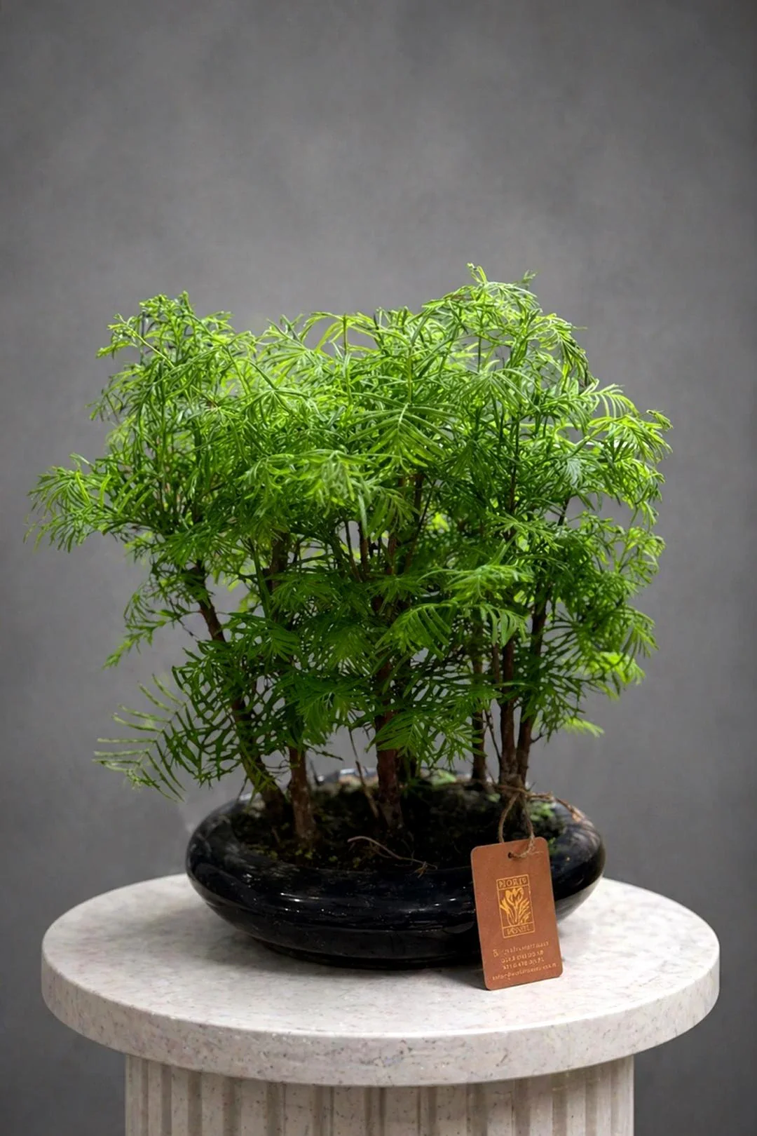 Bonsai Bitkisi