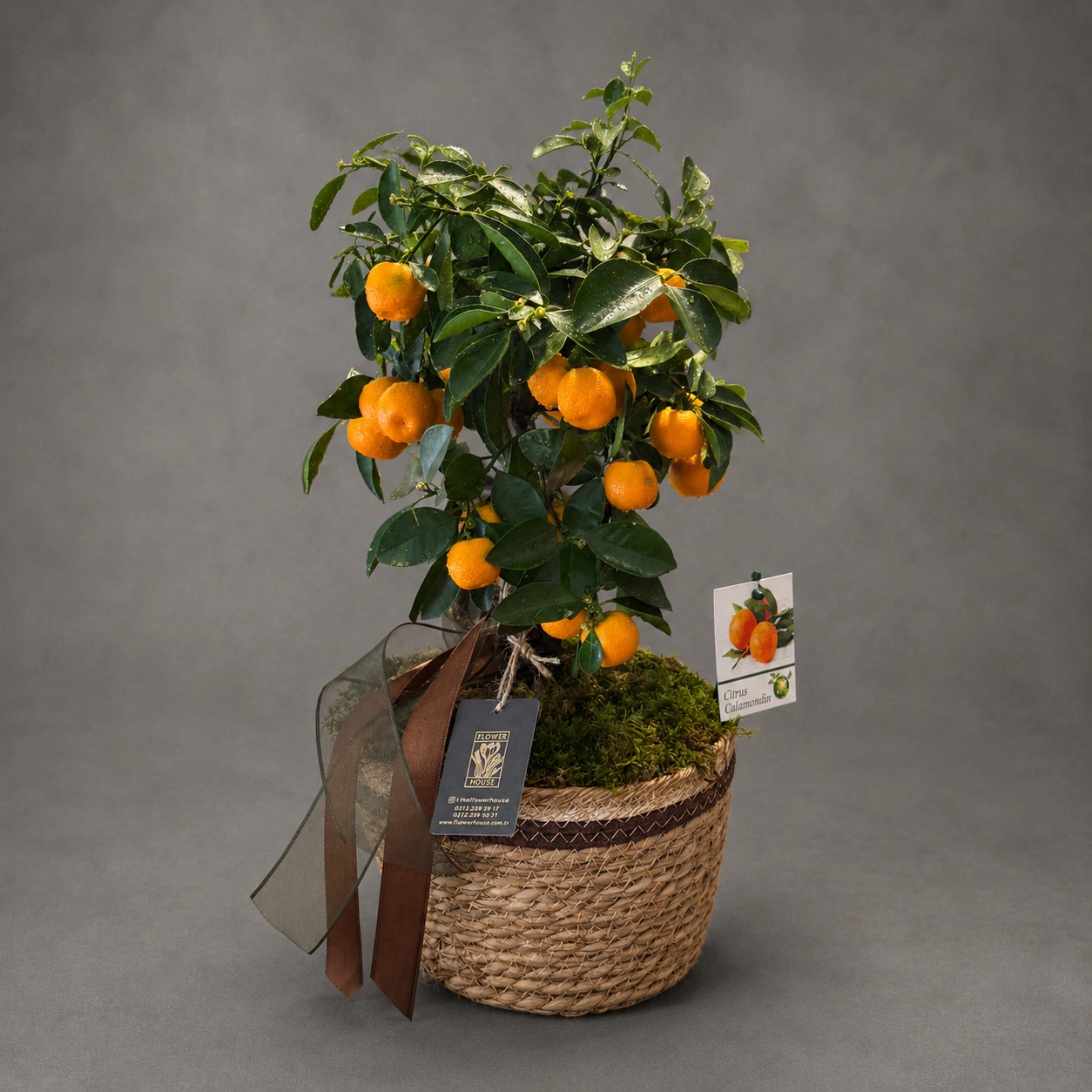 Calamondin Mandalina Ağacı