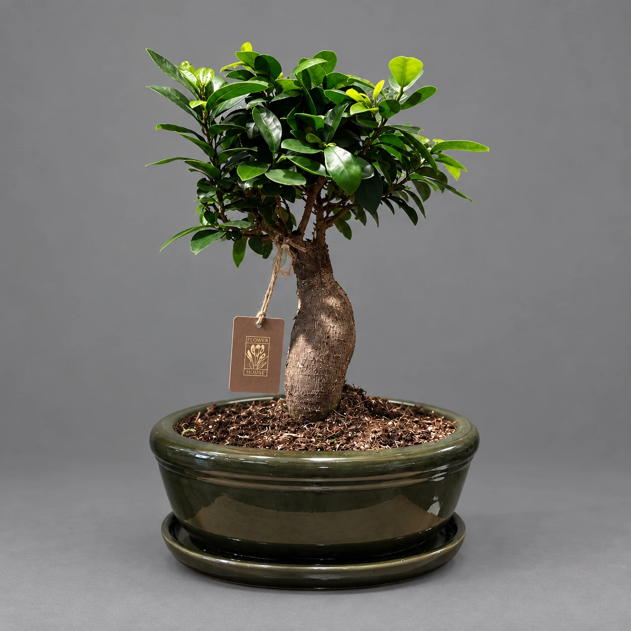 Ficus Bonsai