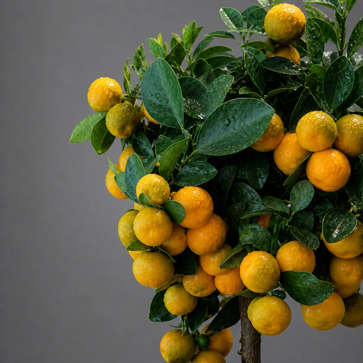 Mini Turunç (Kumquat) Ağacı