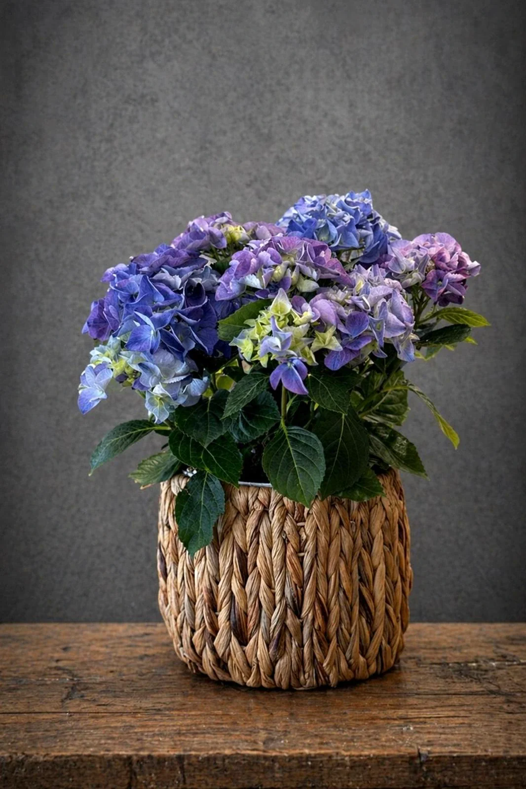 Mor Ortanca Aranjmanı