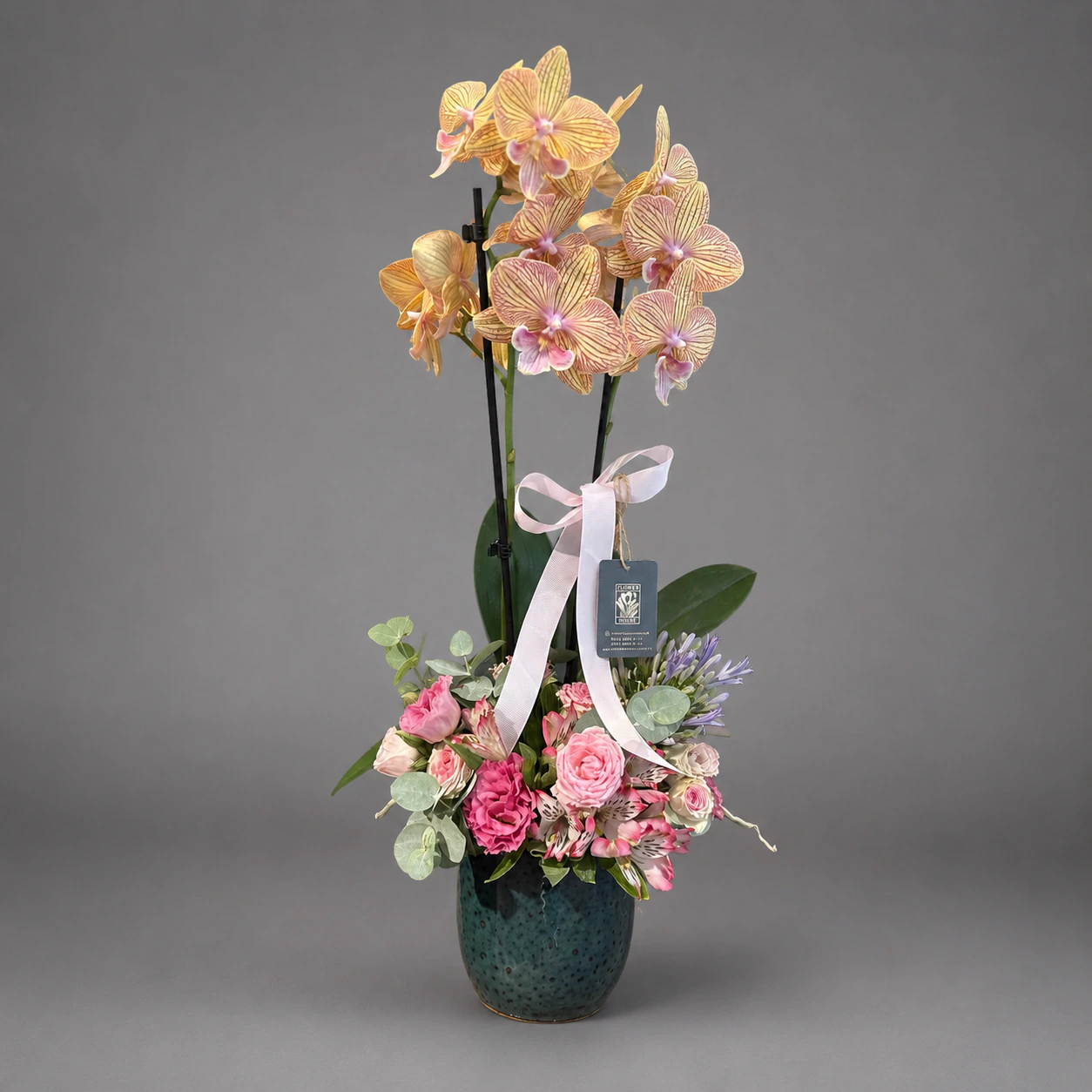 Pearl Orchid