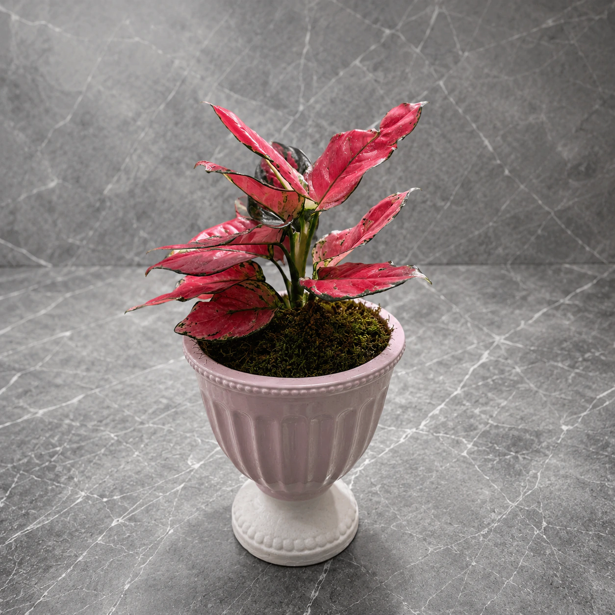 Pembe Aglaonema Saksı Bitkisi