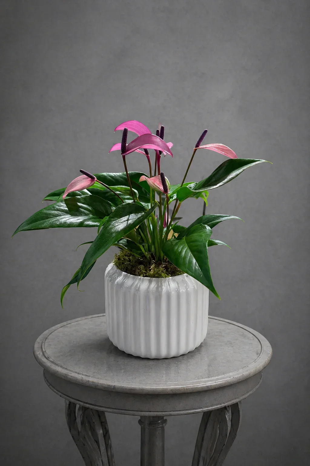 Pembe Antoryum (Flamingo Çiçeği)