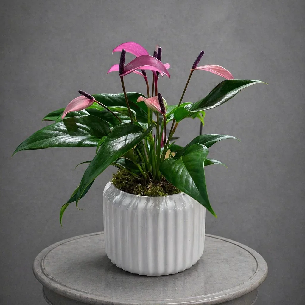 Pembe Antoryum (Flamingo Çiçeği)