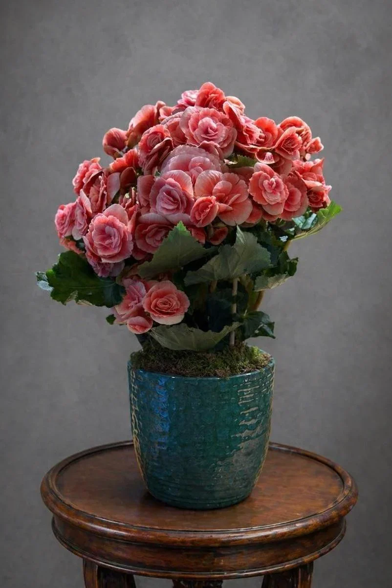 Pembe Begonya Aranjmanı