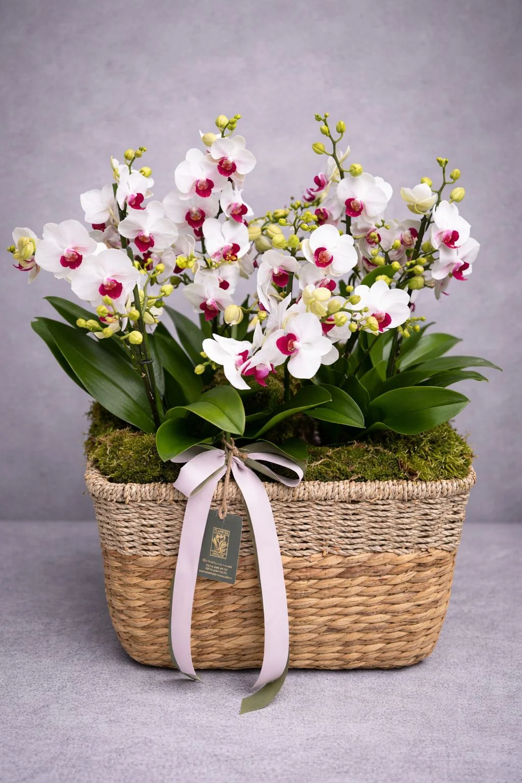 Sepette 2'li Bugetto Orkide