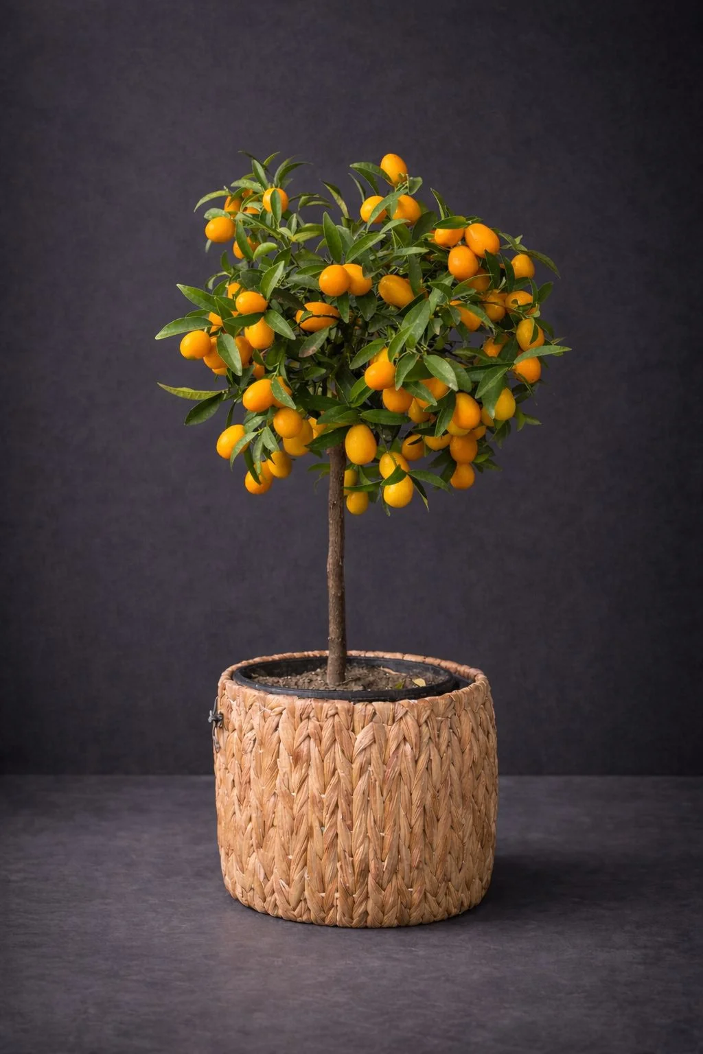 Kumquat (Kamkat) Ağacı