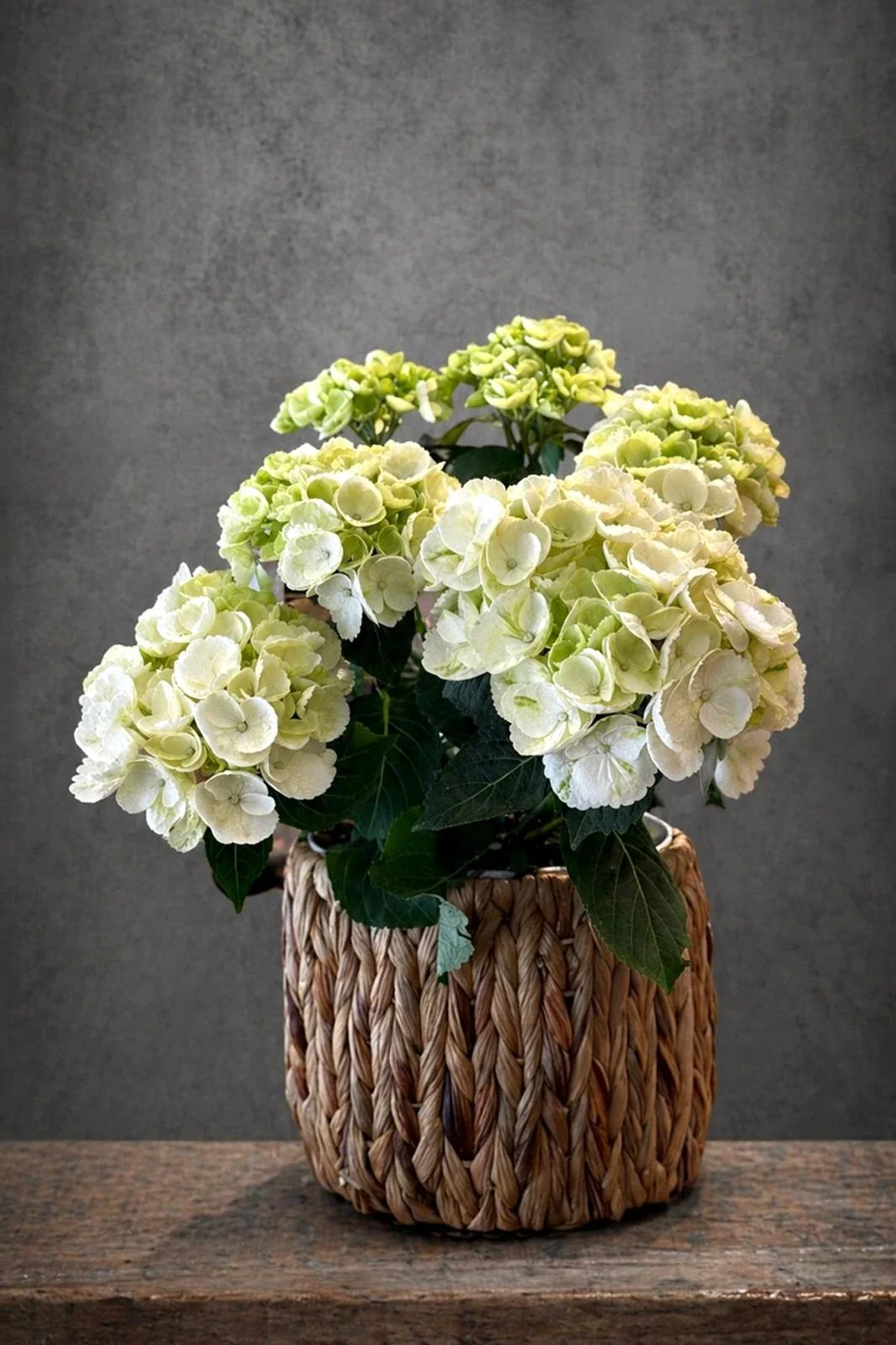 Ortanca (Hydrangea) Aranjmanı