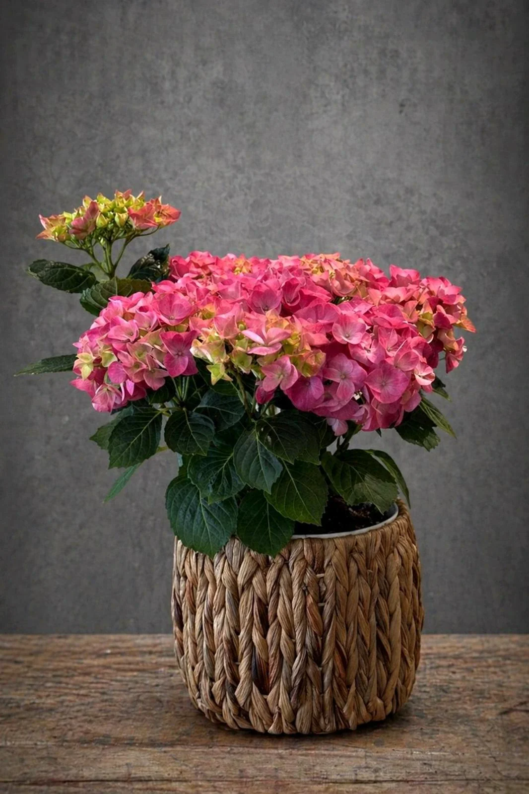 Ortanca (Hydrangea) Aranjmanı