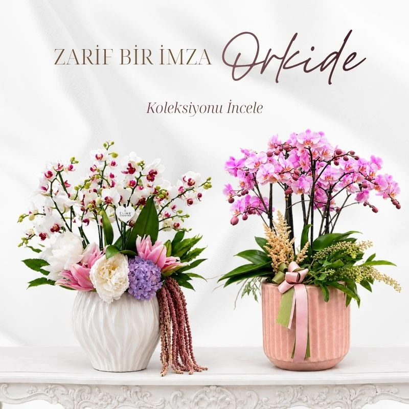 Orkide